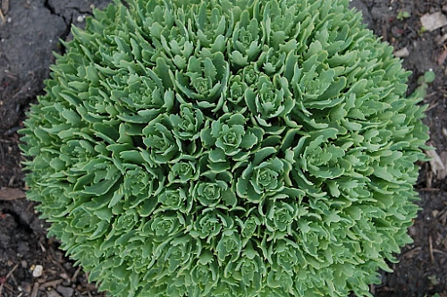 Thundercloud Sedum - Hardy Perennial Groundcover - Quart Pot