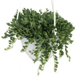 Football Plant - Senecio Radicans - 6" Hanging Basket - Succulent