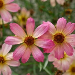 Shades Of Rose Coreopsis Tickseed Perennial Plant - Quart Pot