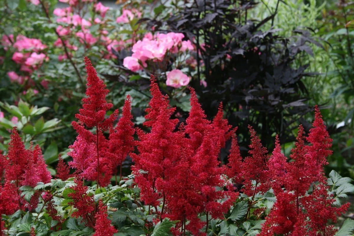 Fanal Astilbe - Dark Red Plumes - Very Hardy! - Gallon Pot