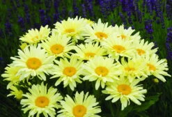 Banana Cream Shasta Daisy - Leucanthemum - Compact Plant - Gallon Pot