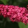 Monarch® Prince Charming Butterfly Bush - Buddleia - Perennial - Gallon Pot