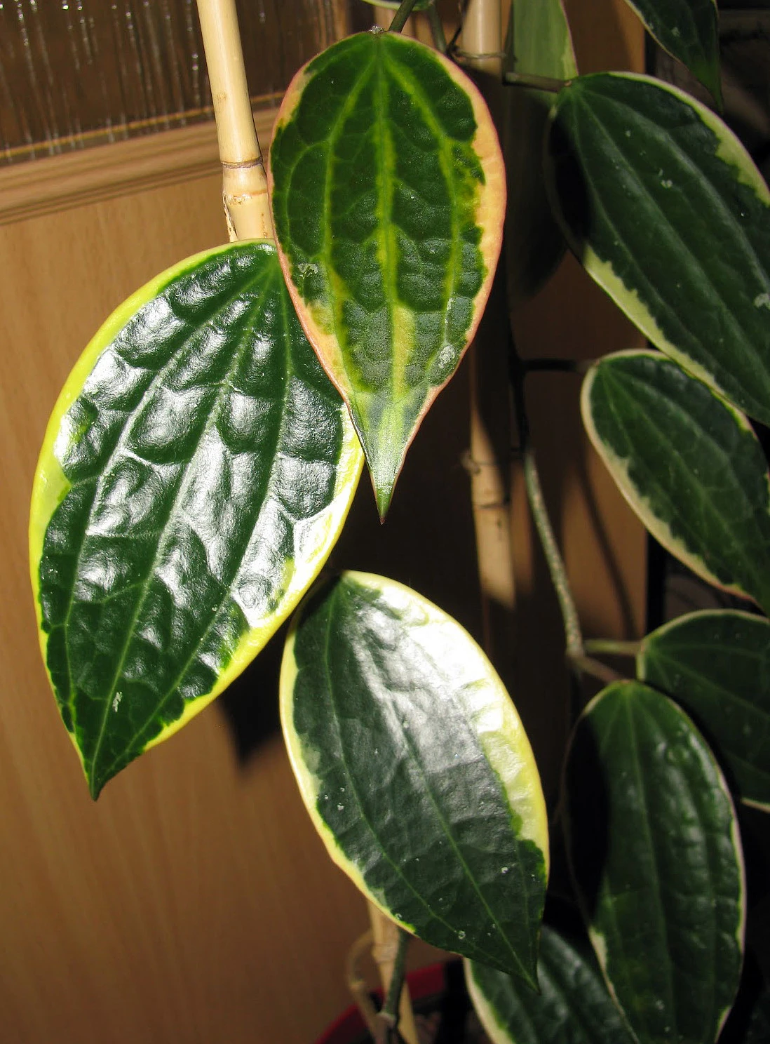 SALE - Rare Macro Wax Plant - Hoya Macrophylla - Collector's Series - 4.5" Hanging Basket - Image 2