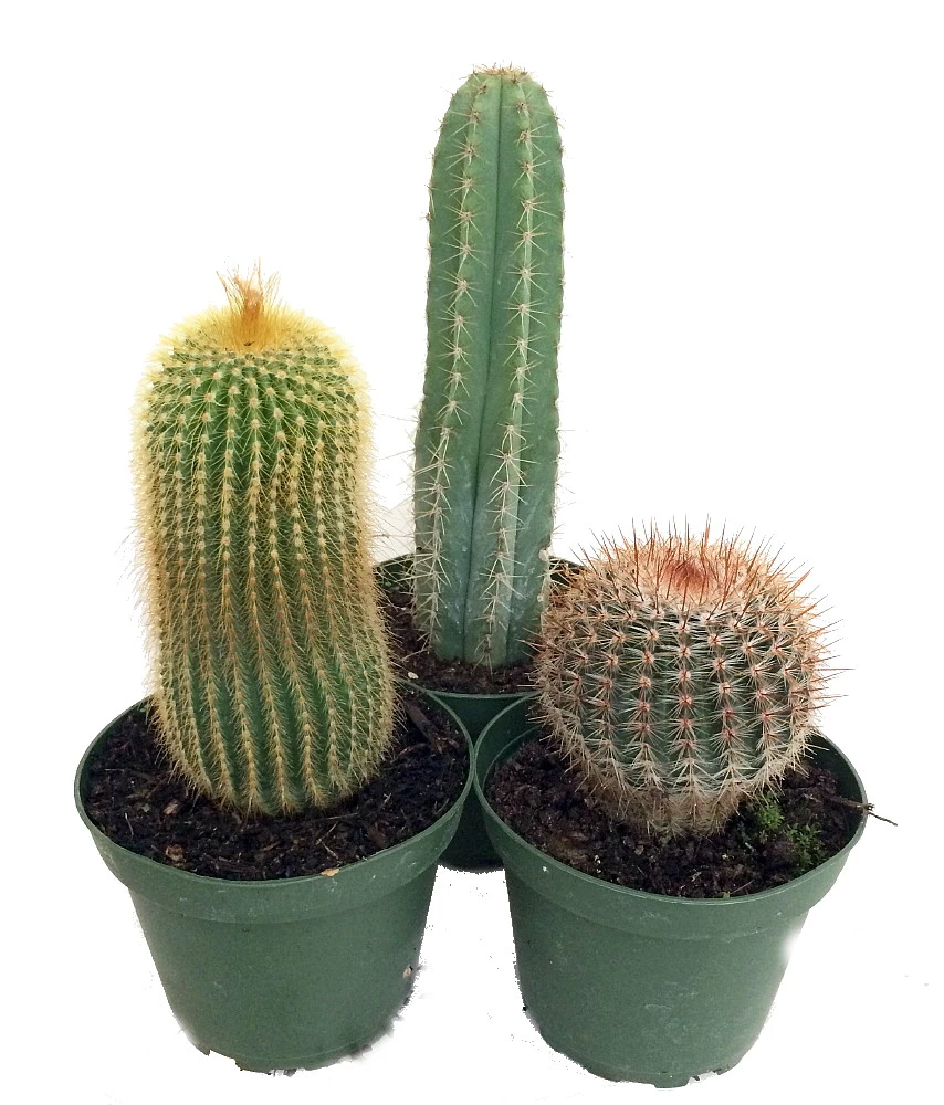 Instant Cactus Collection - 3 Plants - 4" Pots - Image 2