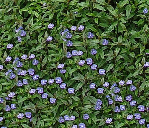 Georgia Blue Veronica - Speedwell - Quart Pot - Rich Blue Creeper - Image 3