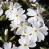 White Delight Creeping Phlox Perennial - Quart Pot