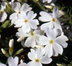 White Delight Creeping Phlox Perennial - Quart Pot
