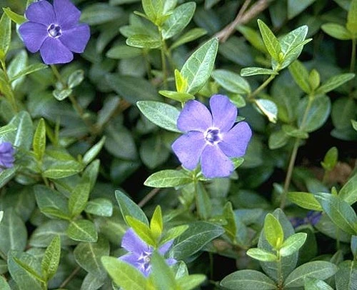 Myrtle 48 Plants - Periwinkle/Vinca - Hardy Groundcover - 1 3/4" Pots - Image 4