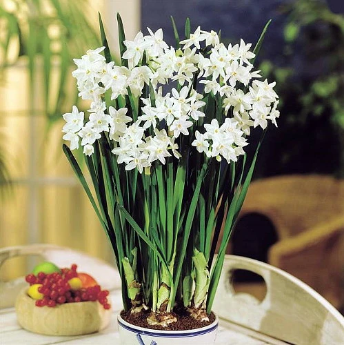 Delft Ceramic Bowl With Paperwhite Narcissus Bulbs Indoor Growing Kit - FragrantT - Image 4