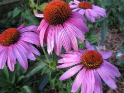 Prairie Splendor Coneflower - Echinacea - Quart Pot