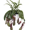Asian Pitcher Plant - Nepenthes - Carnivorous - Exotic - 6" Hanging Basket