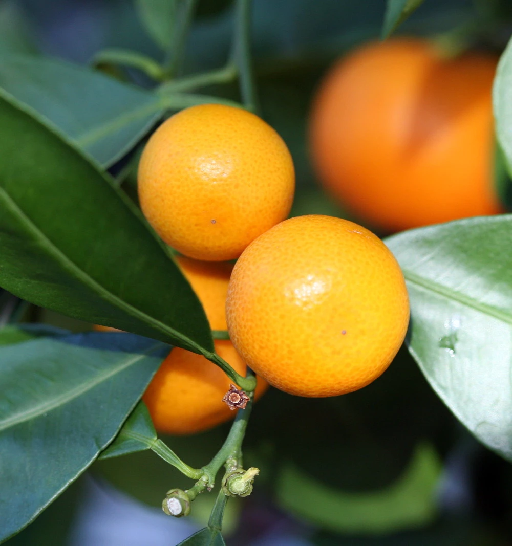 Miniature Orange Tree - Calamondin -8" Pot-NO SHIPPING TO TX, FL, AZ, CA, LA, HI - Image 2