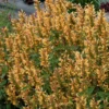 Gold Kudos Hummingbird Mint - Agastache - Anise Hyssop - Live Plant - Quart Pot