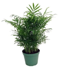Hirt's Victorian Parlor Palm - Chamaedorea - 6" Pot