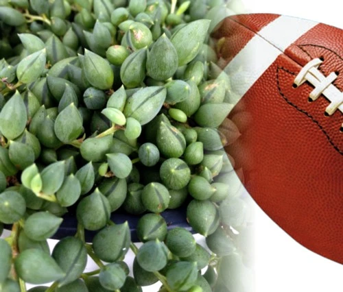 Football Plant - Senecio Radicans - 6" Hanging Basket - Succulent - Image 2