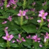 Hot Lips Turtlehead Perennial - Chelone Lyonii - Quart Pot
