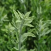 Little Spire Russian Sage Live Plant - Perovskia - Live Plant - Gallon Pot