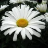 Daisy May® Shasta Daisy - Leucanthemum - Live Plant - Poven Winners -Gallon Pot