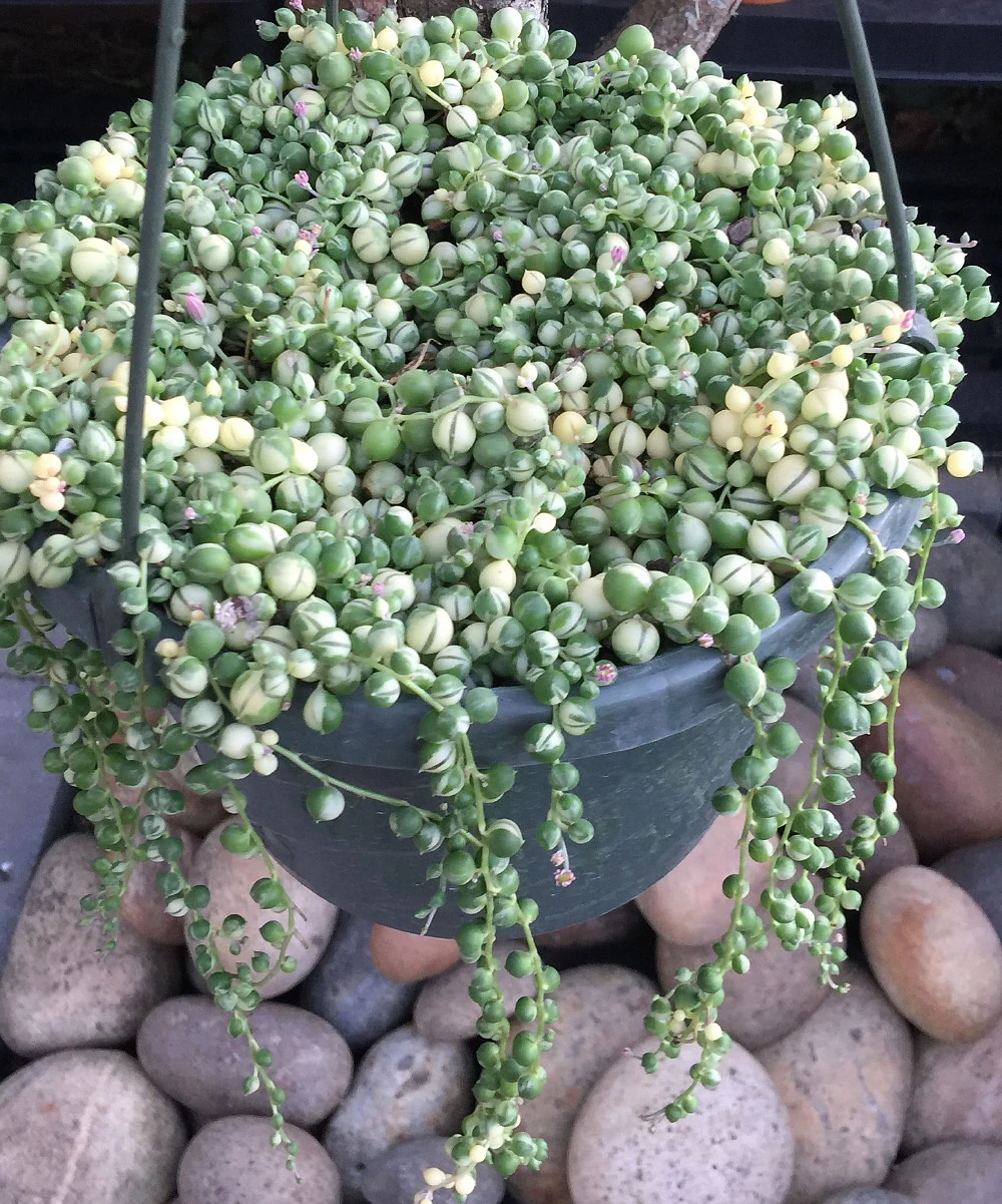 Frosted String Of Pearls - Senecio - Easy To Grow Succulent - 2.5" Pot - Image 3