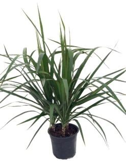Madagascar Dragon Tree - Dracaena Marginata - 6" Pot - Easy To Grow House Plant
