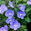 Georgia Blue Veronica - Speedwell - Quart Pot - Rich Blue Creeper