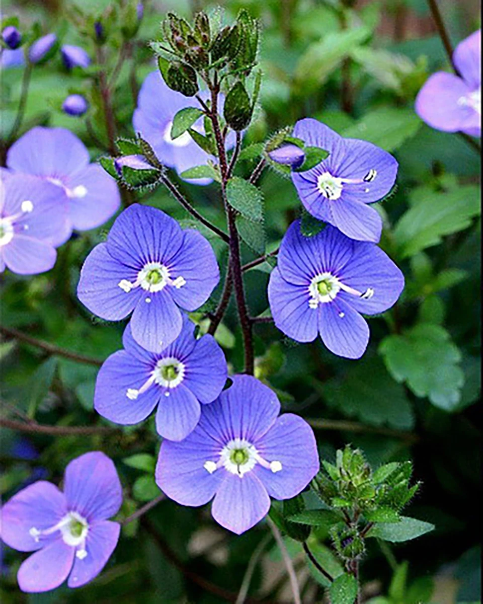 Georgia Blue Veronica - Speedwell - Quart Pot - Rich Blue Creeper