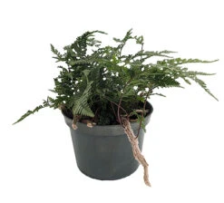 Rabbit's Foot Fern - 6" Pot - Easy To Grow!