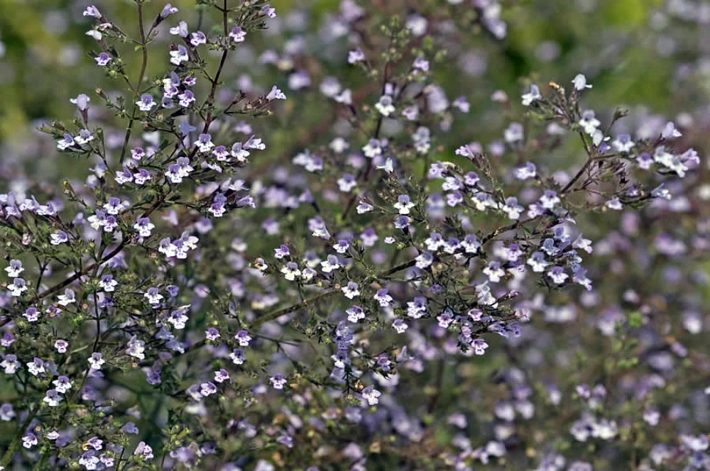Blue Cloud Calamint - Mountain Mint - Live Plant - Quart Pot