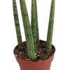 Bamboo Shoots Snake Plant - Sanseveria Cylindrica - Impossible To Kill! - 2" Pot