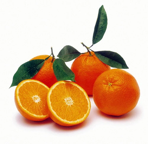 Valencia Orange Tree - Indoors/Out -8" Pot-NO SHIPPING TO TX, FL, AZ, CA, LA, HI - Image 3