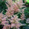 Peach Blossom Astilbe - Warm Peachy Pink - Live Plant - Quart Pot