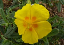 Ben Fhada Sun Rose - Helianthemum - Quart Pot - New!