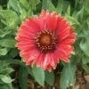 Arizona Red Shades Blanket Flower Perennial- Gaillardia - Live Plant - Quart Pot