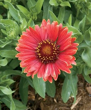 Arizona Red Shades Blanket Flower Perennial- Gaillardia - Live Plant - Quart Pot