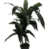 Janet Craig Dragon Tree Form - Dracaena Fragrans - 6" Pot - Easy To Grow