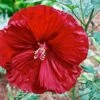 Cherry Brandy Giant Hibiscus Rose Mallow Perennial - Huge Flowers - Gallon Pot