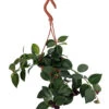 Lipstick Plant - Mini 4" Hanging Pot - Aeschynanthus - Easy To Grow House Plant
