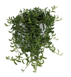 String Of Bananas - Senecio Radicans - 6" Hanging Basket