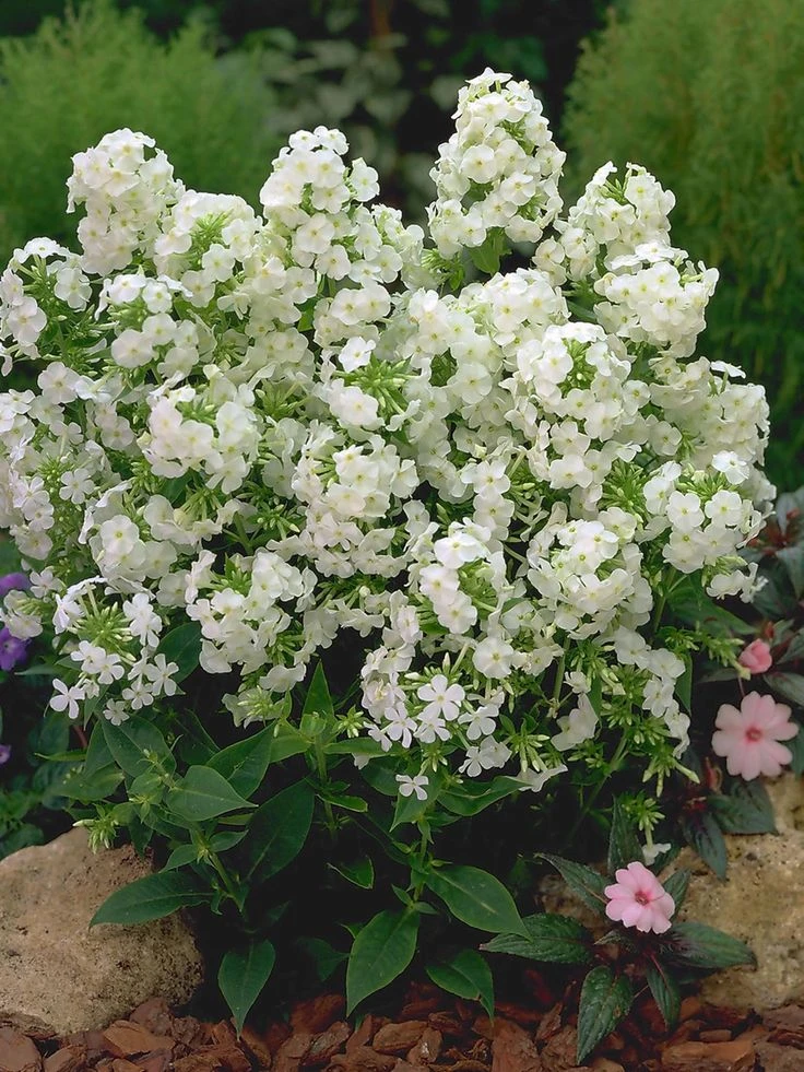 David Hardy Tall Phlox- White-Perennial Of The Year 2002- Live Plant- Gallon Pot - Image 3