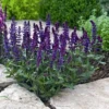 New Dimension Blue Meadow Sage - Salvia - Quart Pot
