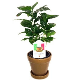 Arabica Coffee Bean Plant - 4" Pot With Glazed Ceramic Pot & Saucer