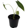 Green Velvet African Mask Plant - Alocasia Frydek - Houseplant - 4" Pot