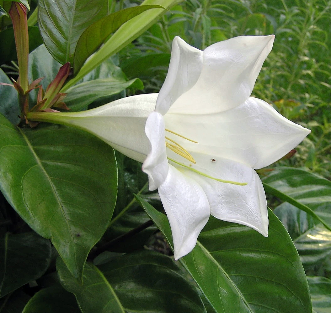 Portlandia Grandiflora Plant - Vanilla Fragrance At Night - Indoors/Out - 4" Pot