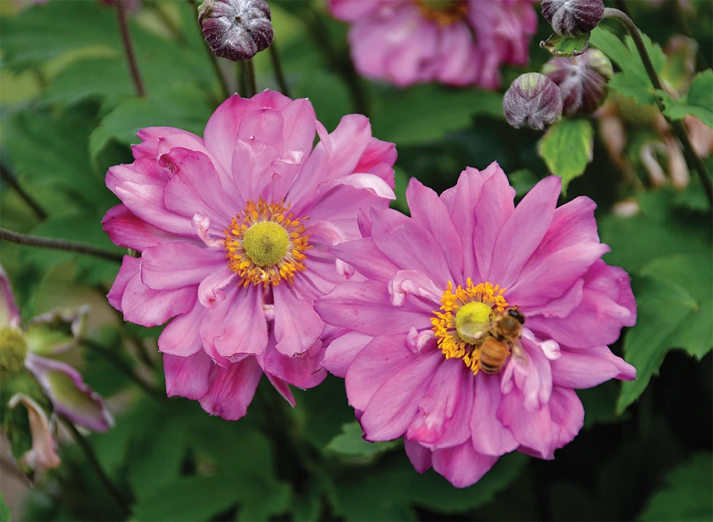 Fall In Love Sweetly Anemone - Windflower - Proven Winners - Gallon Pot - Image 2