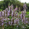 Silver Blue Kudos Hummingbird Mint- Agastache- Anise Hyssop- Live Plant- Qt. Pot