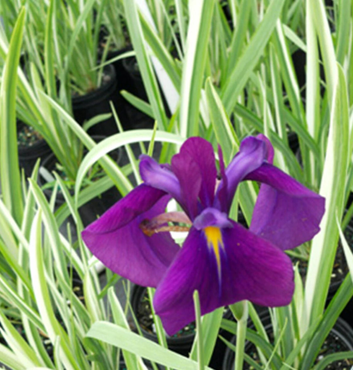 Variegated Japanese Iris Ensata Plant - AGM Winner - Ensata - Gallon Pot - Image 2
