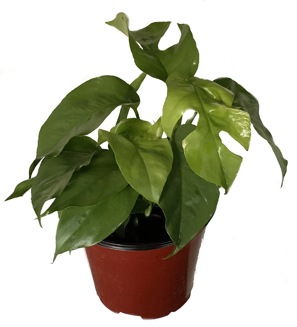 Ultra Rare Ginny Philodendron - Rhaphidophora Tetrasperma -6" Pot- Mini Monstera
