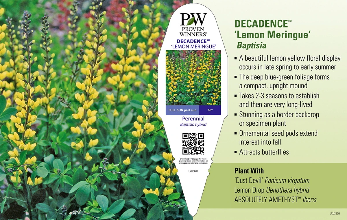 Decadence® Lemon Meringue Baptisia - False Indigo - Proven Winners - Gallon Pot - Image 2