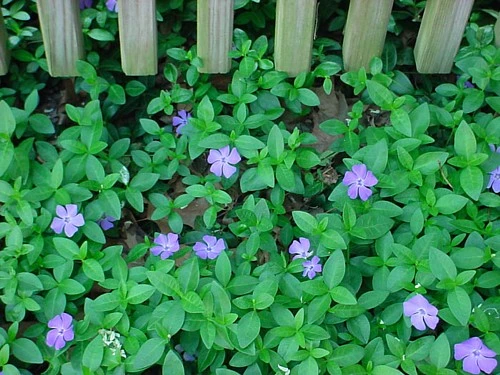 Myrtle 48 Plants - Periwinkle/Vinca - Hardy Groundcover - 1 3/4" Pots - Image 3