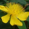 St. John's Wort Perennial Plant - Hypericum Calycinum - Quart Pot
